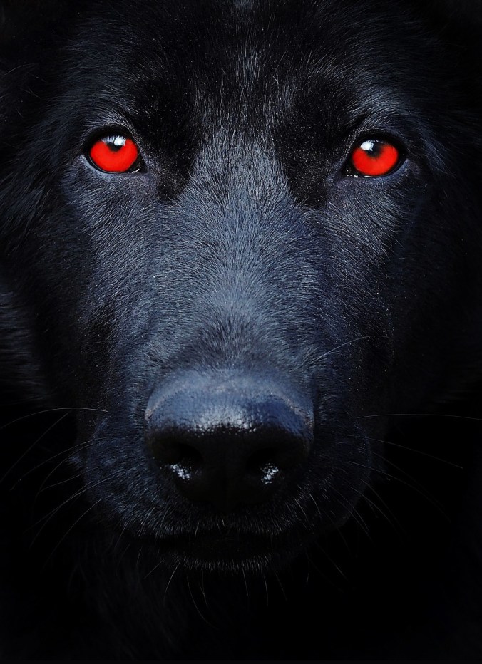 "Black Dog" Suspense by Steven French