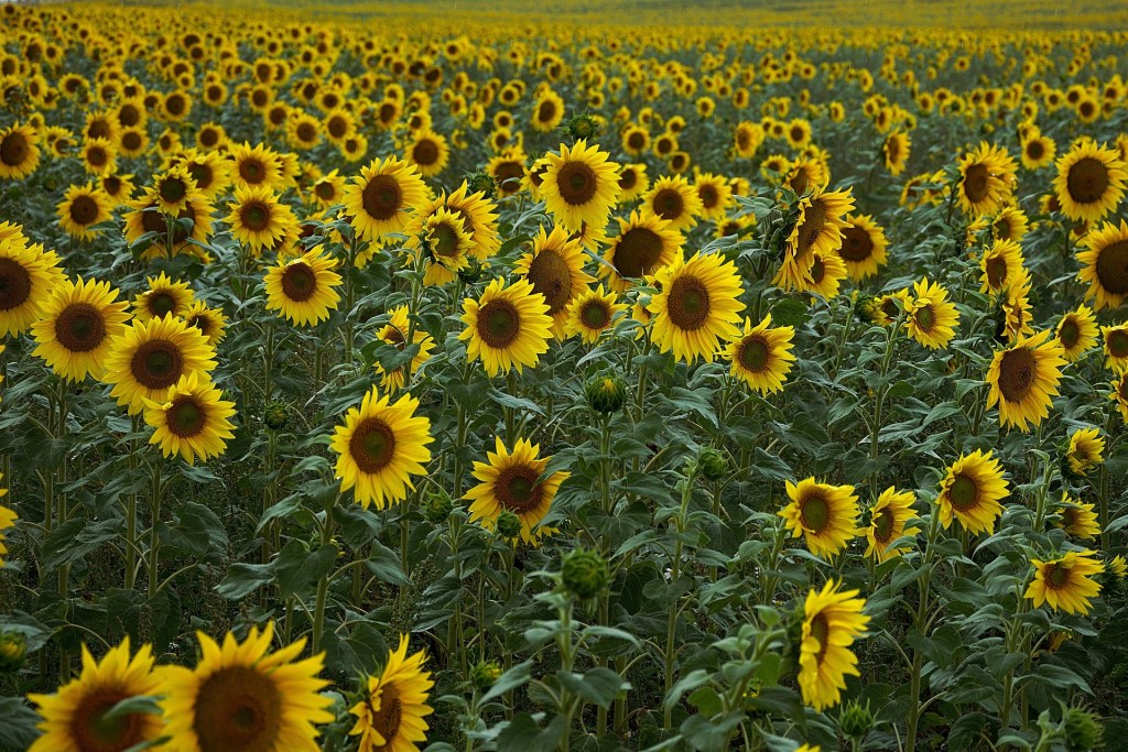"Love Tokens in the Sunflower Field" Fiction by Billy Stanton