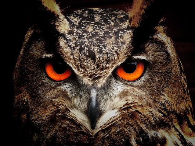 "Wisdom of the Owl" Poem by Carlos Dickens: Carlos Dickens is a poet and short fiction writer from West Virginia, with 20 years experience in writing poetry and short stories, subjects ranging from Gothic, science and rural settings.