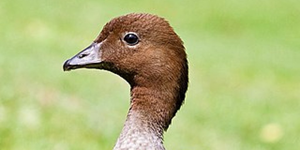 Australian Wood Duck