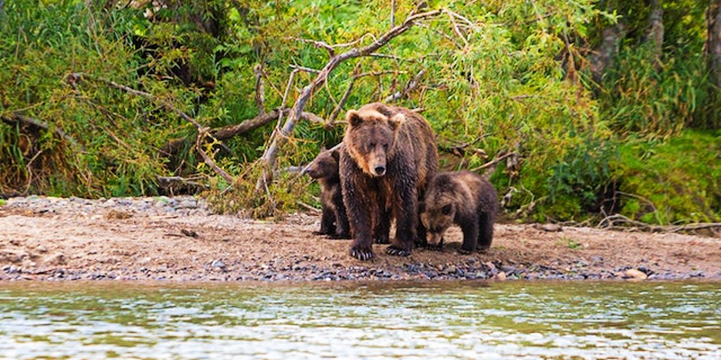 Mr. Lande notes: "I was born in Montreal, but have lived most of my life in the south of France and in Vermont, where I now live with my partner on a 500-acre farm, writing and caring for more than 100 animals, many of which are rescues. Previously, I taught at l’Université d’Ottawa where I served as Vice-Dean of my faculty, and I have owned and managed country inns and free-standing restaurants. Recently my stories have been accepted by more than a dozen journals including Bewildering Stories, Archtype and Literally Stories. "I live in the country where wildlife is a part of life. Every day, I am visited by hundreds of wild ducks and Canadian geese, and bears come by often. “The 3 Bears” is simply a story about everyday life around here."