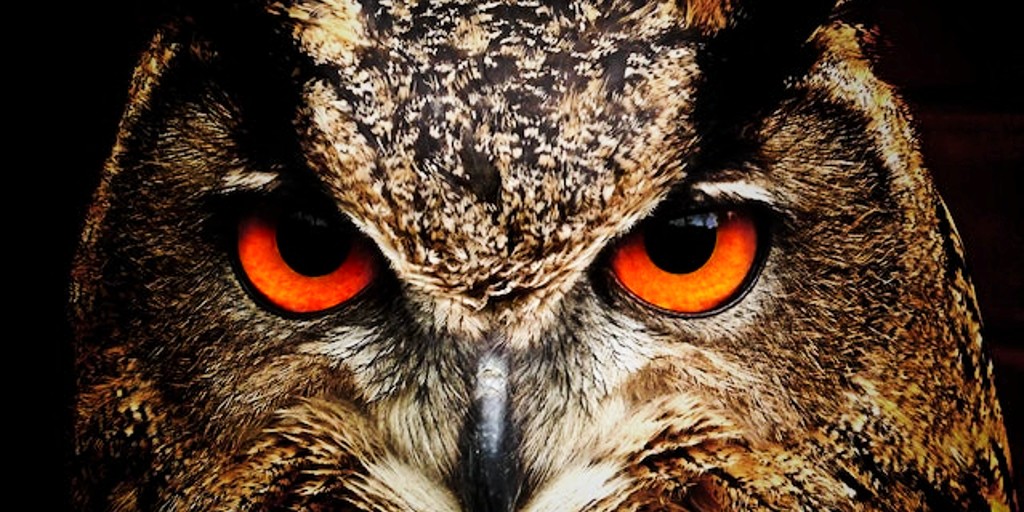 "Wisdom of the Owl" Poem by Carlos Dickens