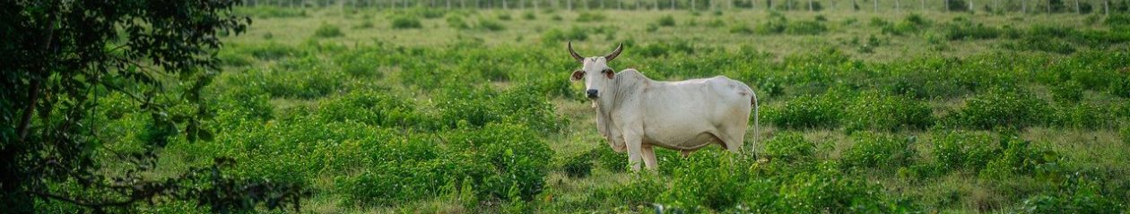 Rural Fiction Magazine